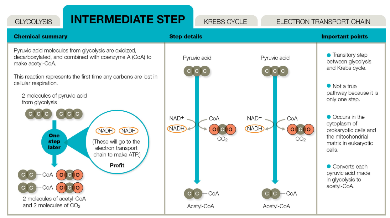 <p>It is the process used in cellular respiration to make acetyl-CoA by removing Carbon Dioxide (CO2) from a molecule</p><ol><li><p>Pyruvic acid is taken from glycolysis</p></li><li><p>CO2 is removed from pyruvic acid</p></li><li><p>2-carbon acetyl groups are formed</p></li><li><p>Acetyl groups bond to coenzyme A </p></li><li><p>Acetyl-CoA is formed and delivered to Krebs cycle</p></li></ol><p></p>