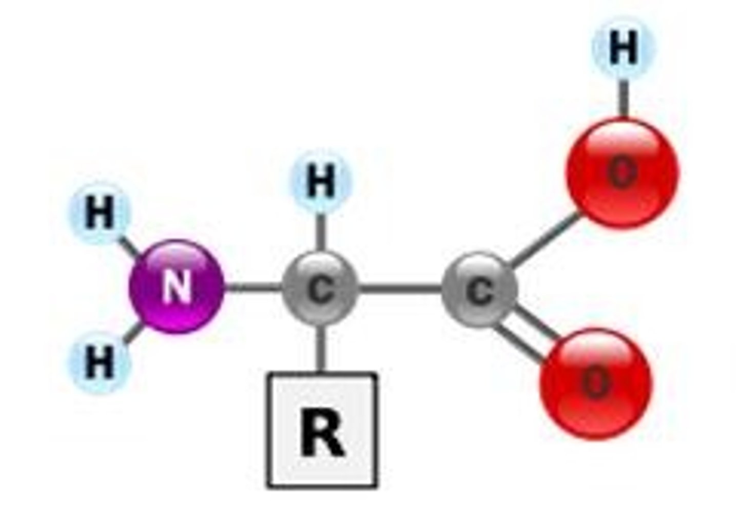 <p>Monomers: amino acids</p><p>Bonds between: peptide bonds</p><p>Polymers: polypeptides</p><p>Hydro..: philic and phobic</p><p>Functional Groups: amino, carboxyl</p><p>Functions: enzymes, structure, transport</p><p>Examples:</p>