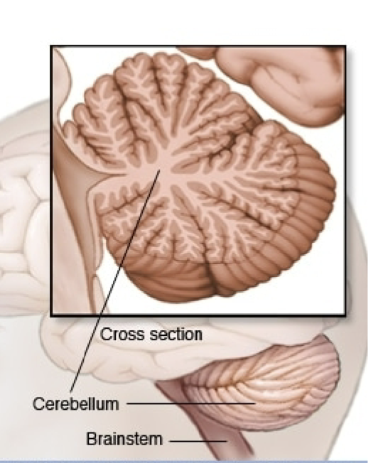 <p>Little brain</p><p>Arbor vitae: tree of life </p><p>Cerebellum is responsible for muscle memory, equilibrium, posture, proprioception </p>