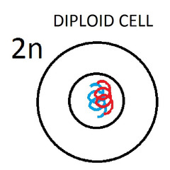 <p>Produces diploid cells</p>