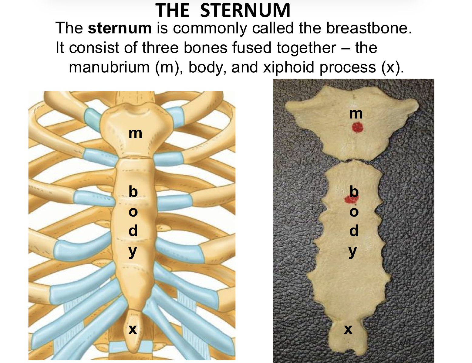 <p>Sternum</p>