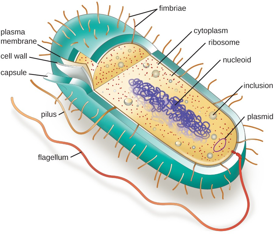 <p>cytoplasmic sites for the storage of nutrients</p>