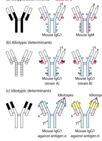 <ol><li><p>isotype determinanten: verschil in klasse antistof (Fc anders) → bv IgG vs IgM</p></li><li><p>allotype determinanten: kleine verschillen tussen verschillende individuen van dezelfde soort (Fc anders) → bv IgG muis 1 en IgG muis 2</p></li><li><p>idiotype determinanten: verschil in variabel domein (gaan ander antigen herkennen) → bv IgG tegen antigen a en IgG tegen antigen b</p></li></ol><p></p>