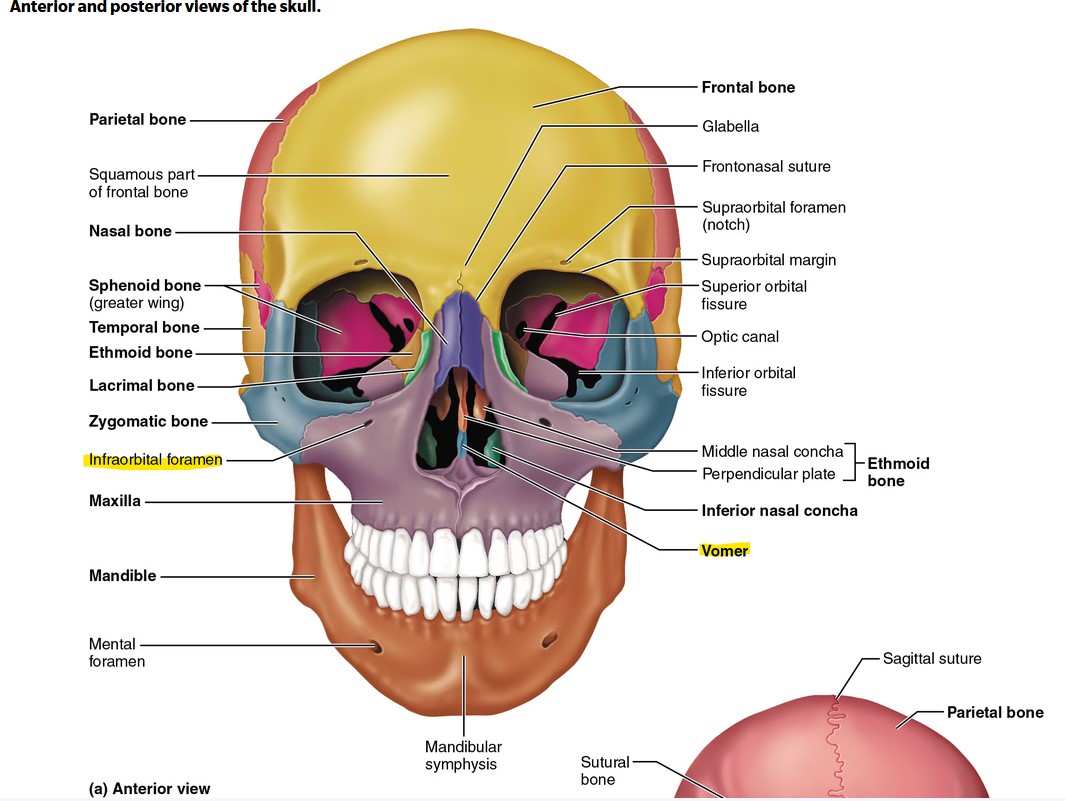 <p>Vomer, Infraorbital Foramen</p>
