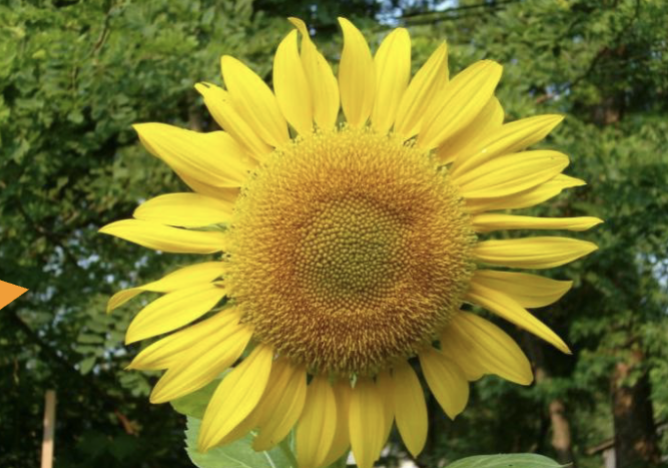 <p>inflorescence looks like one blossom/flower</p>