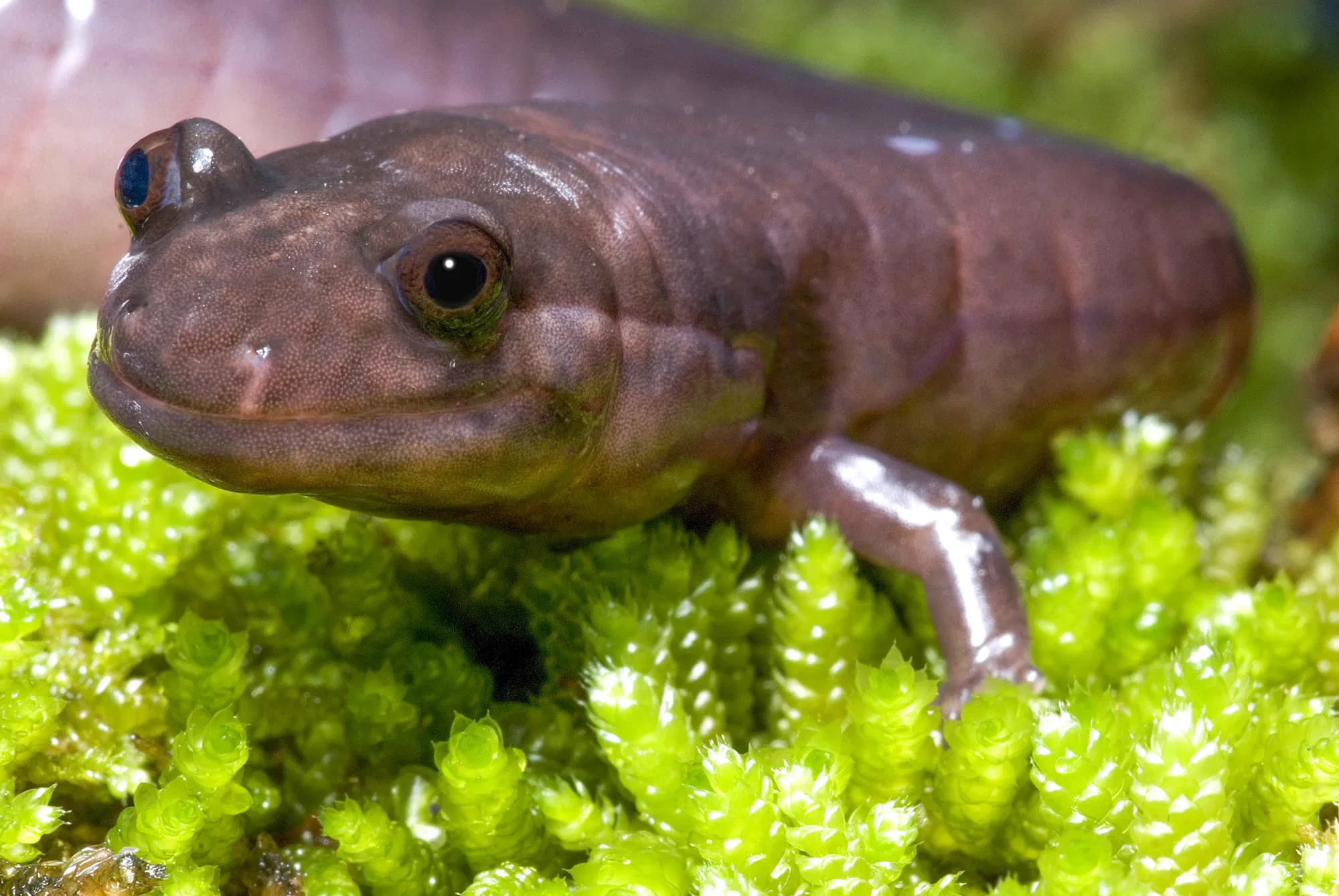 <p>Plethodontidae</p>
