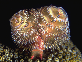 <p>Featherduster worms use ______ for filter feeding</p>