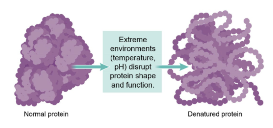 <p><span style="background-color: transparent; font-family: "EB Garamond", serif;"><strong>How is the function of an enzyme altered once they become denatured? </strong></span></p>