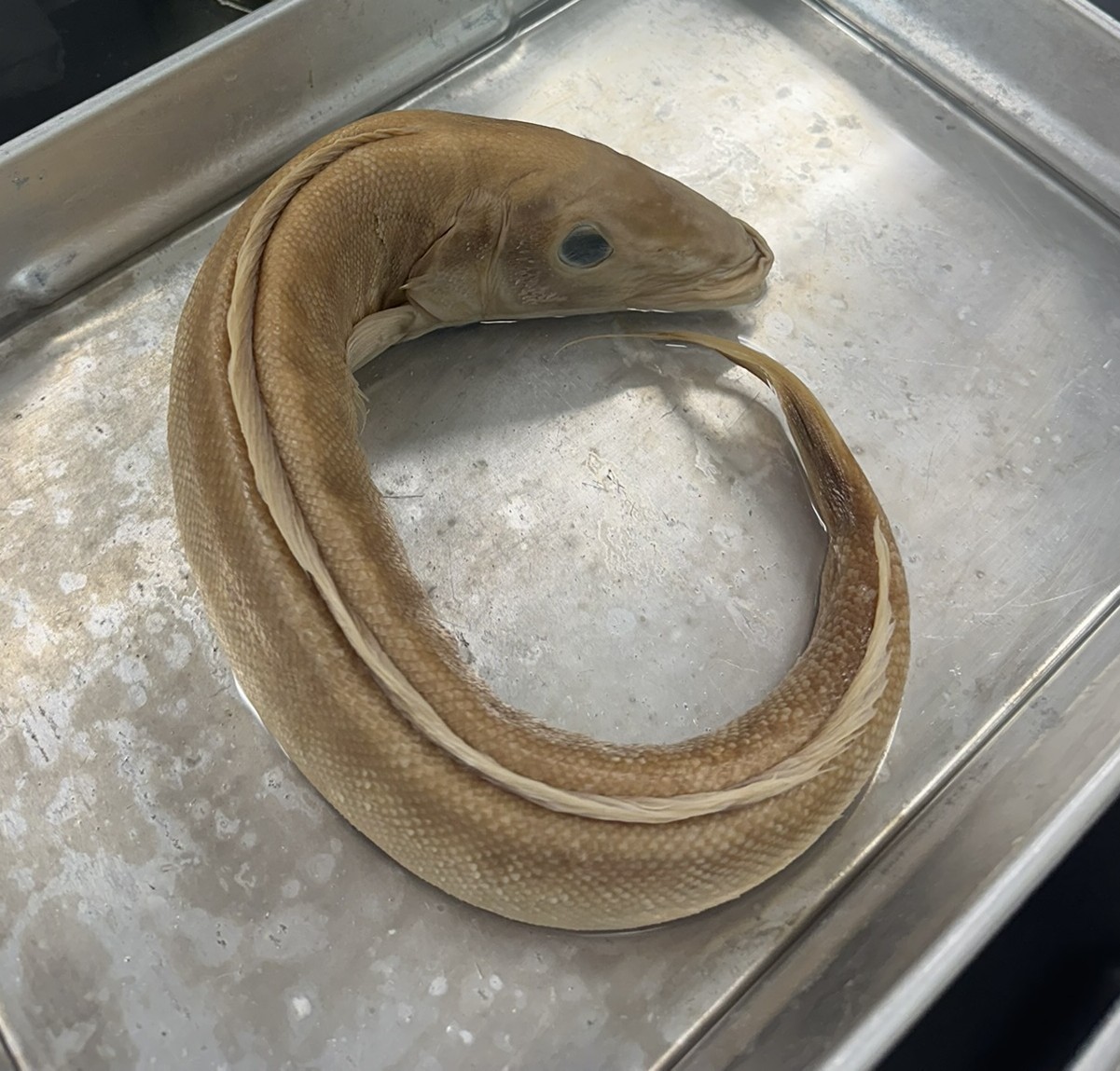 <p>Family Malacanthidae (tilefishes) - <em>Malacanthus plumieri</em></p>