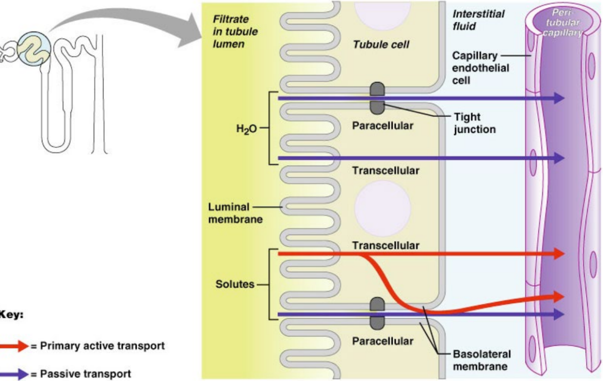 <p>routes of water and solute reaborption</p>