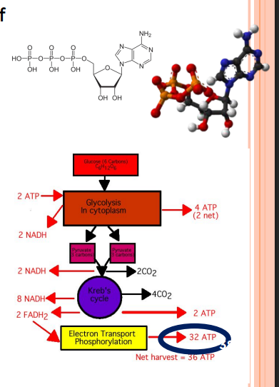 <ul><li><p>Metabolism = transformation of energy into biological useable forms </p></li><li><p>Adenosine-5'-triphosphate (ATP)</p></li><li><p> Energy is maximized through aerobic respiration (w/↑ O2 ) </p></li><li><p>No negative byproducts as in anaerobic fermentation</p></li></ul><p></p>
