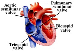 <p>valves are unidirectional to prevent backflow of blood</p><p>also help maintain correct pressure in chamber of the heart</p>