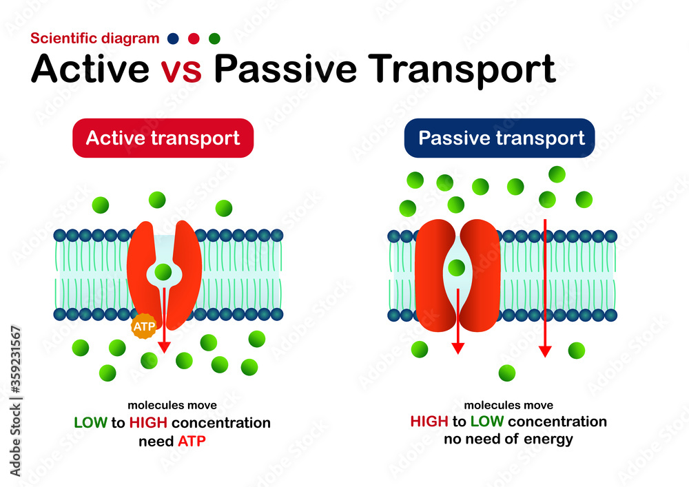 <p><strong>Passive</strong> transport is the movement of substances across a cell membrane <strong>without the use of energy</strong>, while <strong>active</strong> transport <strong>requires energy</strong> to move substances against their concentration gradient.</p>