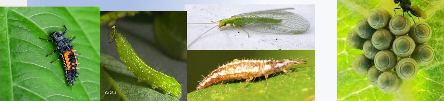 <p>Exploits predators/pathogens to control pests</p><p>3 types: classical, augmentation, and conservation biological control</p><p>Classical, using an invasive pest to attack the pest</p><p>Augmentation- release of natural predators(predators, parasites, pathogens) to attack the pest</p><p>Conservation biological control- building a refuge for the pest, usually outside of the system</p>