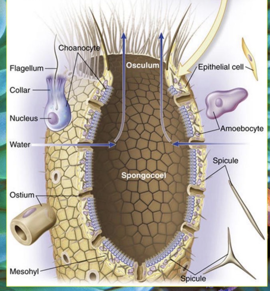 <p>Apart of Phylum Porifera</p><p>No true tissues</p><p>Assymetrical</p>