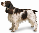 <p>welk type hond is dit</p>