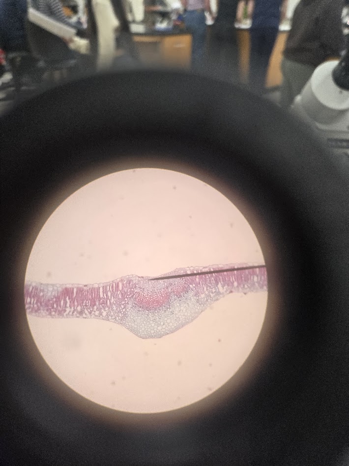 <ol><li><p>is this a eudicot or a monocot?</p></li><li><p>what structure is this?</p></li><li><p>what are the red long lines going through?</p></li></ol><p></p>