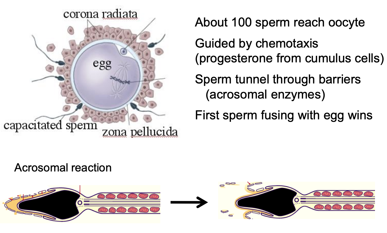 <ul><li><p>About 100 sperm reach oocyte</p></li><li><p>Guided by <strong>chemotaxis</strong> (progesterone from cumulus cells)</p><ul><li><p>It attracts the sperms towards the oocyte</p></li></ul></li><li><p>Sperm tunnel through barriers (acrosomal enzymes will remove the layers of the oocyte at the the head (acrosome) of the sperm)</p></li><li><p>First sperm fusing with egg wins</p></li></ul><p></p>