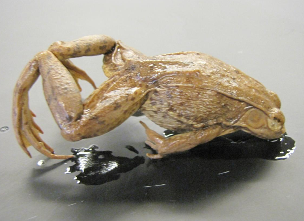 <p>Common name, Family, Scientific Name?</p>