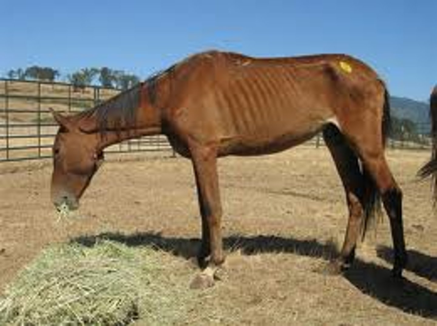 <p>TRANSLATION: недоедание и болезни</p><p>DEFINITION: poor health caused by lack of proper food and by infections</p><p>EXAMPLE: Stray animals often suffer from ........................ without human care. Бродячие животные часто страдают от НЕДОЕДАНИЯ И БОЛЕЗНЕЙ без человеческой заботы.</p>