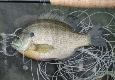 <p>Bluegill</p>