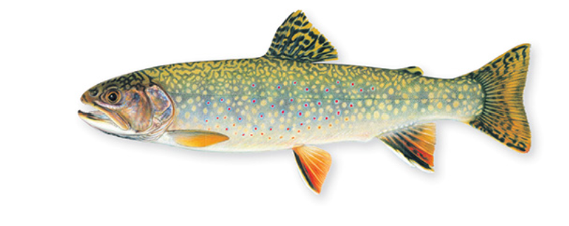 <p>white spots all over body, one drosal, adipose</p>