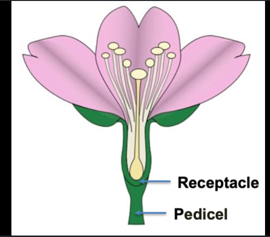 <p>base of the flower where all parts attach.</p>