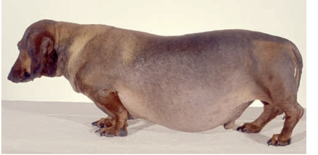 <p><strong>En djurägare kommer med sin 10-åriga tax till din klinik och söker för att hunden uppvisat polyfagi, polydipsi,</strong></p><p class="p1"><strong>polyuri, ökat bukomfång och bilateral symmetrisk alopeci, se bilden nedan.</strong></p><p class="p1"><strong>c) </strong>Ange två förändringar som bidrar till ökat bukomfång vid denna sjukdom. <strong>(1p)</strong></p>