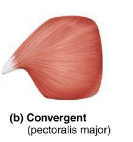 <p>Broad at one end and narrow at the other → ex: pectoralis major</p>