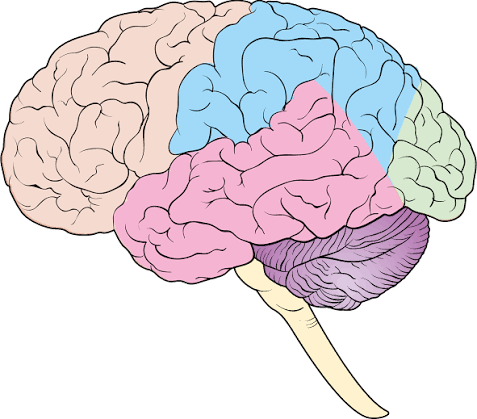 <p>The purple section is the….</p>