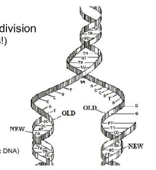 <ul><li><p>Replication begins at particular sites along the DNA called <strong><u>ORIGINS OF REPLICATION</u></strong> (there are hundreds to thousands in eukaryotic DNA)</p></li><li><p>The DNA opens at these point, creating a <strong><u>REPLICATION BUBBLE</u></strong> (the more bubbles, the faster replication can occur)</p></li></ul><img src="https://assets.knowt.com/user-attachments/a589af76-cf69-49c8-99f5-a745b29e9af9.png" data-width="100%" data-align="center" alt=""><ul><li><p>Replication proceeds in both directions until the molecule is copied</p></li><li><p>At each end of a replication bubble is a <strong><u>REPLICATION FORK,</u></strong> a Y-shaped region where the parental strands are being unwound</p></li></ul><p></p>