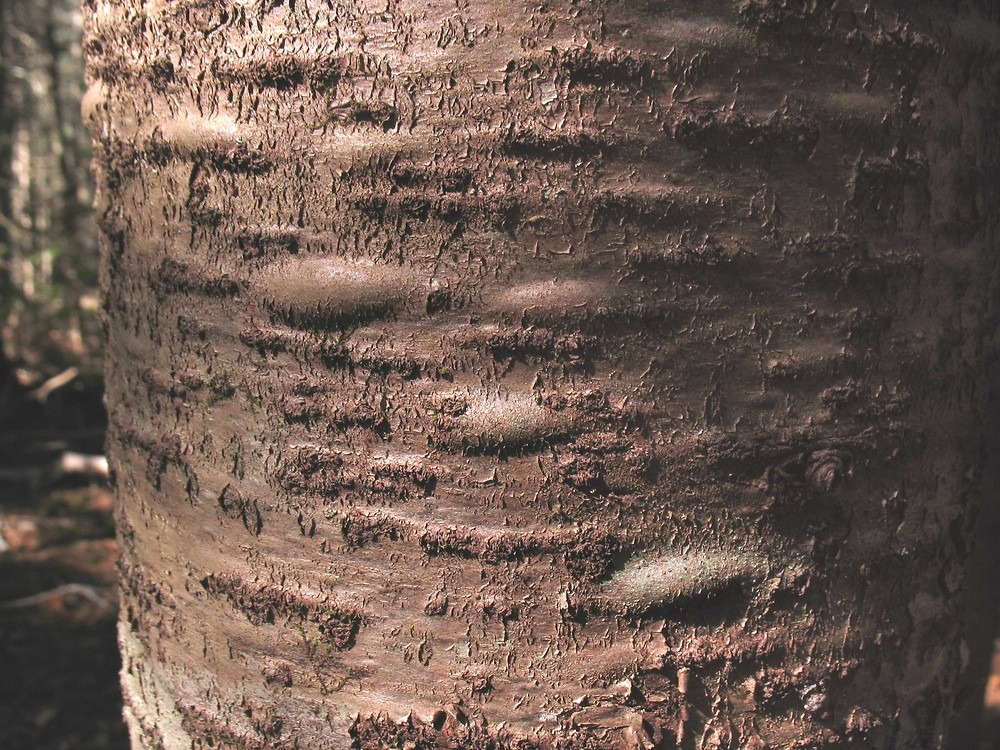 <p>Leaf - linear needle, two ranked, ½ - 1” long, slight notch at apex, stomatal bands below, persistent Cones - erect 1 ½ - 3 ¼ “ long, oblong-cylindrical, deciduous Bark - resin blisters</p>