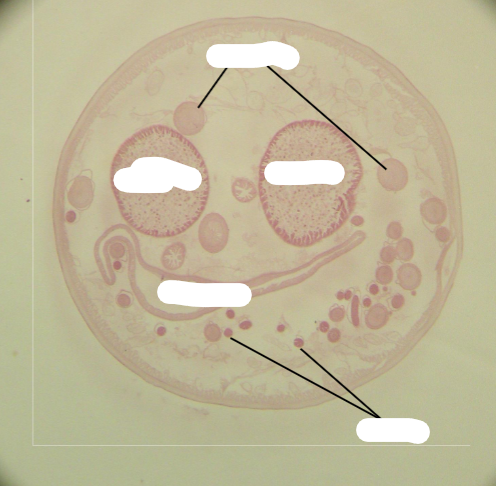 <p>What is this parasite and what are the structures </p>