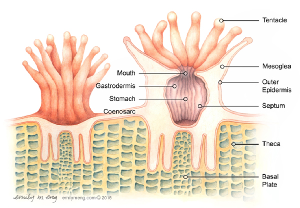 <p>polyp</p>
