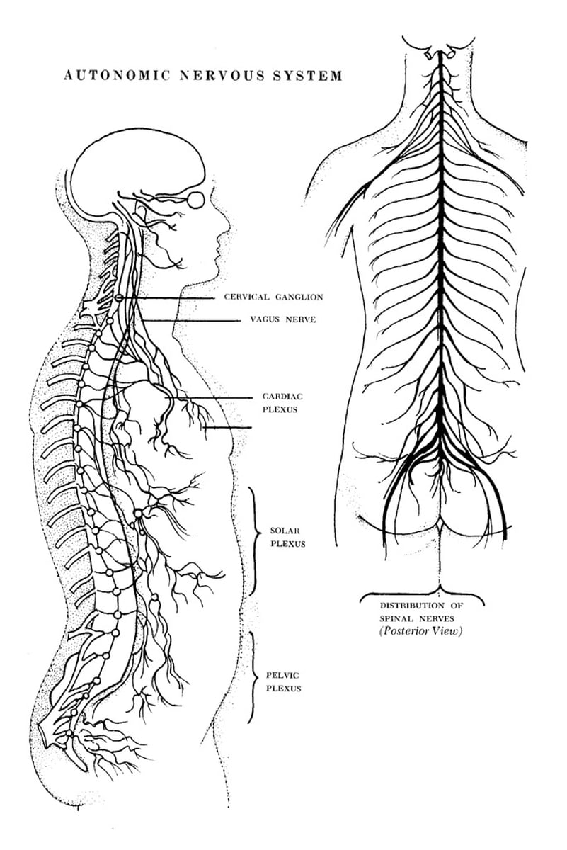 <p>- Controls the parts that keep us alive; functions involuntarily</p><p>- Sympathetic and parasympathetic division</p>