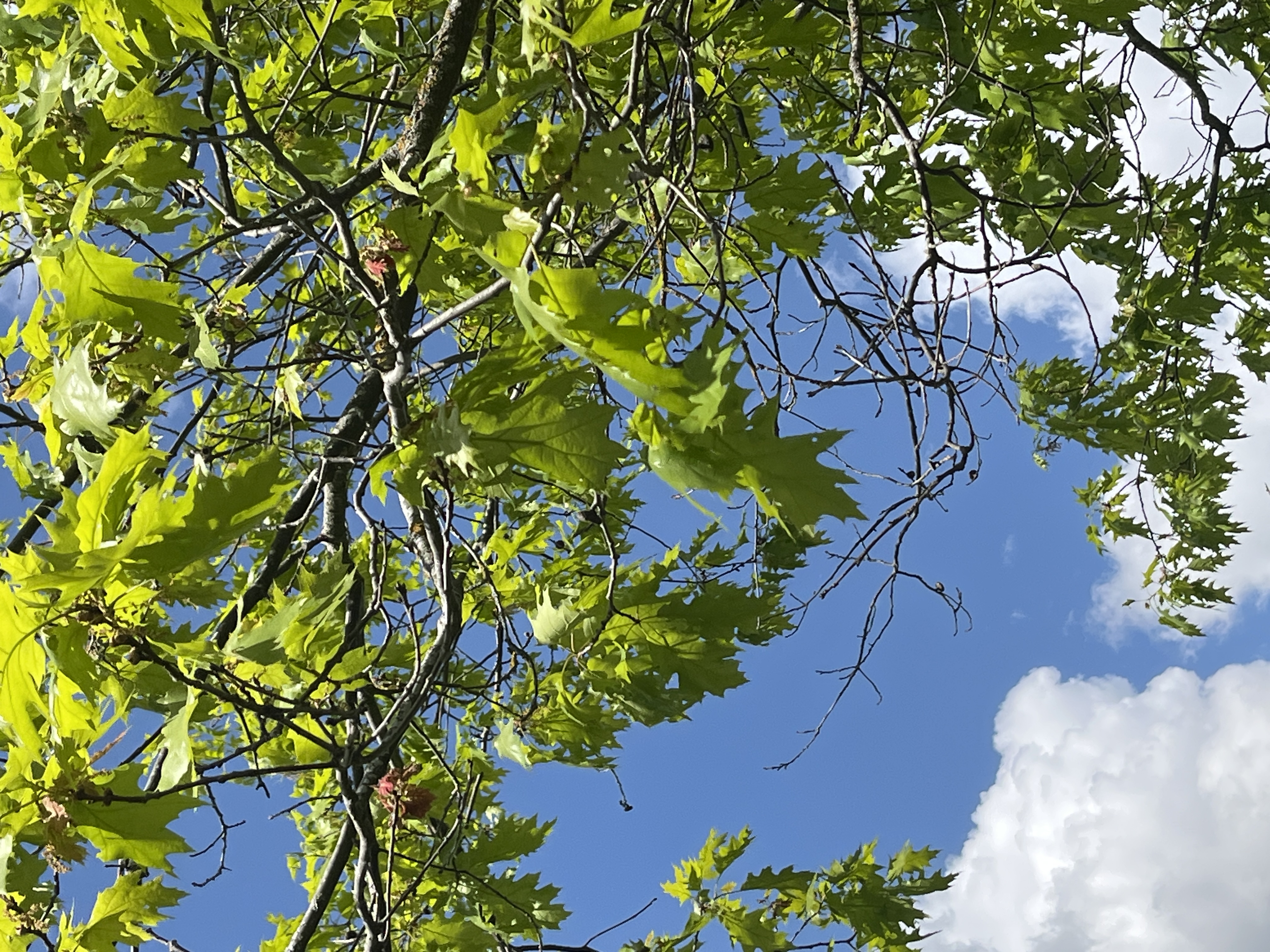 <p>Quercus rubra</p>