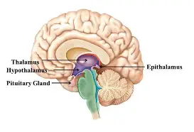 <p>diencephalon</p>