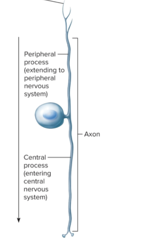 <p>Dendrites and axons: axons are split into peripheral and central process depending on where it extends to in unipolar neurons only </p>