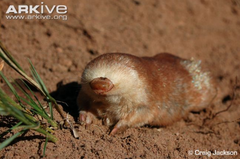 <p>Chrysochloridae</p>