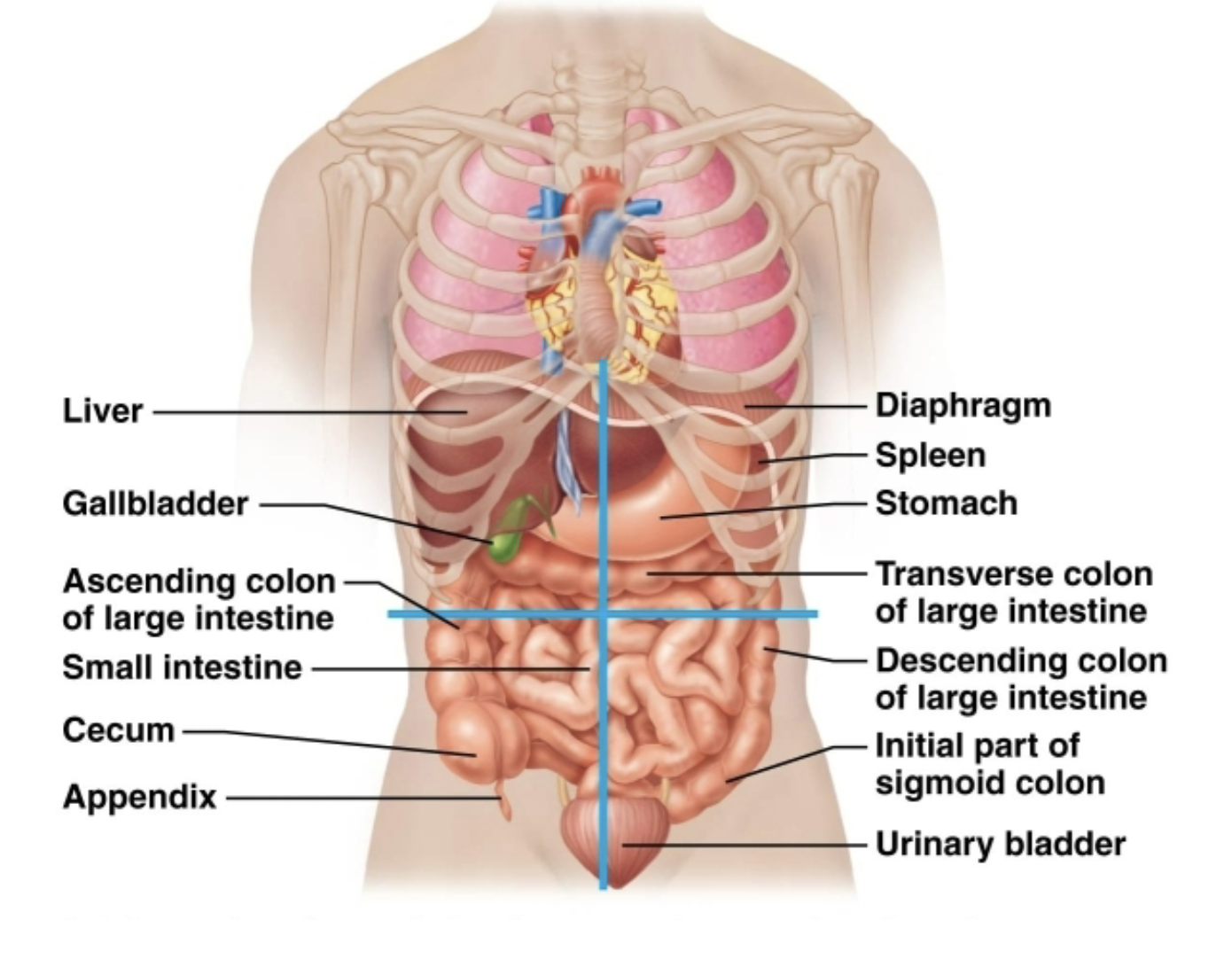 <p>Left hypochondriac region</p>