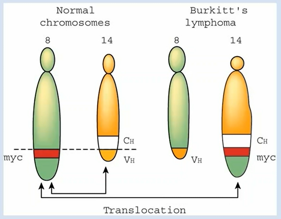 <p>What are some larger scale mutations?</p>