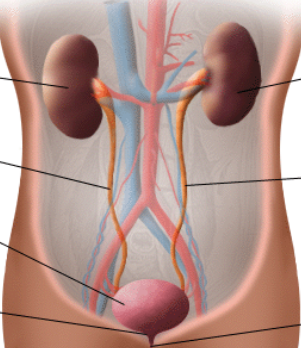 <p><span style="background-color: transparent;">The urinary structures include the ________, ________, ____ ____, and ________.</span></p><p></p>