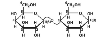 <p>Disaccharide of Gal and Glc. Connected via (β 1 → 4) glycosidic bond = reducing sugar due to reducing end at Glc (mutarotating). Both pyranose rings. Broken down by lactase. </p>