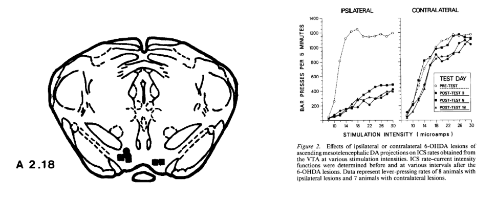 <ul><li><p><em>Self-stimulation of VTA neurons using implanted electrodes (via bar pressing) is reinforcing</em></p></li><li><p>Reinforcing properties of self-stimulation are absent if dopaminergic projections are lesioned</p></li></ul><div data-type="horizontalRule"><hr></div><ul><li><p></p></li></ul><p></p>