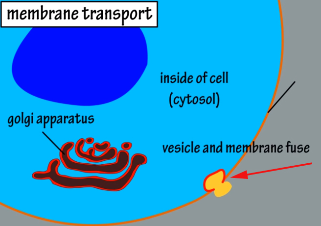 <p><br><span>Here, the _________________ membrane becomes part of the ______________ membrane.</span></p>