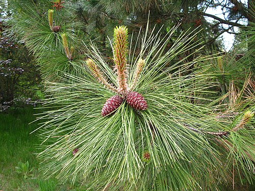 <p>Sosna żółta</p><p>Pinus ponderosa</p>