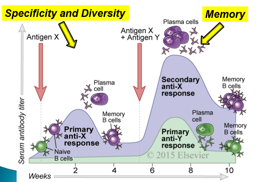 <p>For both specificity and diversity, it occurs during the primary response. The memory occurs during the secondary phase.</p><p></p>