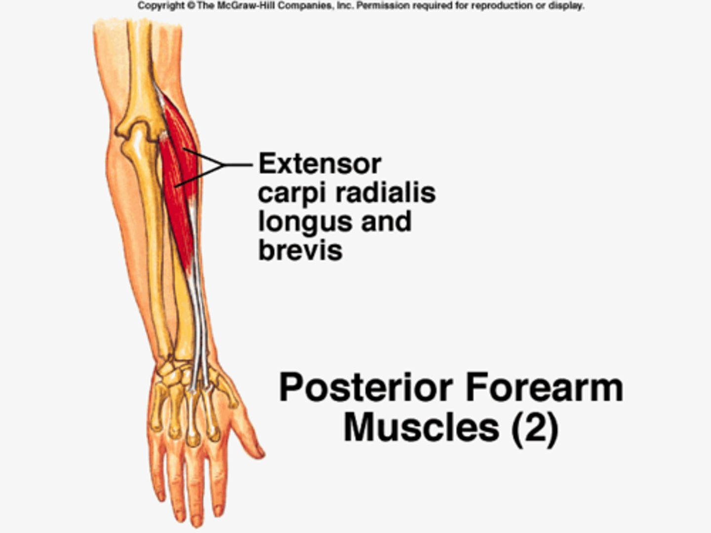 <p>Extends wrist and abducts wrist</p><p>O: humerus</p><p>I: posterior metacarpal #2</p>
