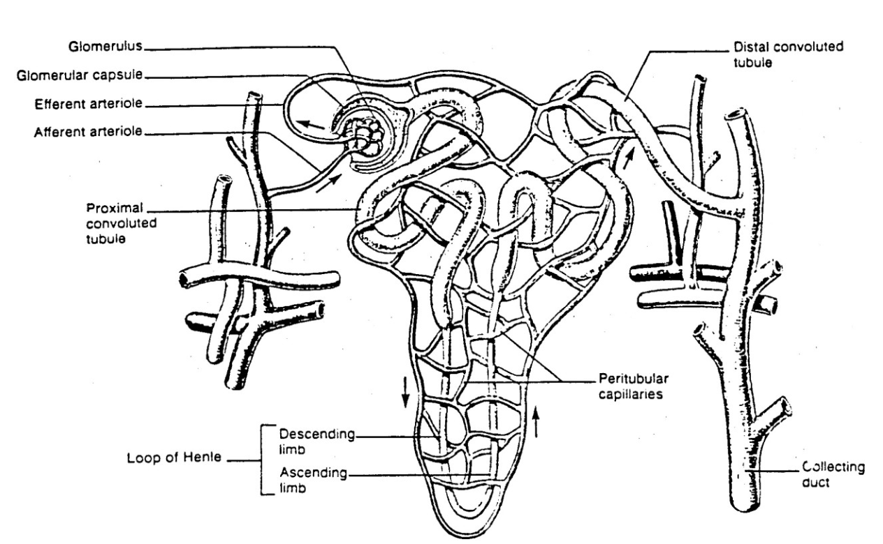 <ul><li><p>regulate the osmotic pressure of the blood, its pH, the balance of ions in the plasma, as well as remove nitrogen-containing and other wastes that must be excreted</p></li><li><p>These functions are accomplished by many thousands of kidney units that are essentially similar, containing a <strong>kidney tubule or nephron</strong>, and surrounding capillaries</p></li></ul><p></p>