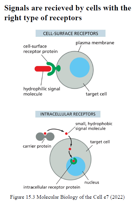<p><strong>Cell-surface receptors</strong> binder typisk hydrofile/store signalmolekyler, som ikke kan krydse membranen.</p><p><strong>Intracellular receptors</strong> binder små hydrofobe signalmolekyler, som kan diffundere gennem membranen og ofte regulerer genekspression direkte.</p>